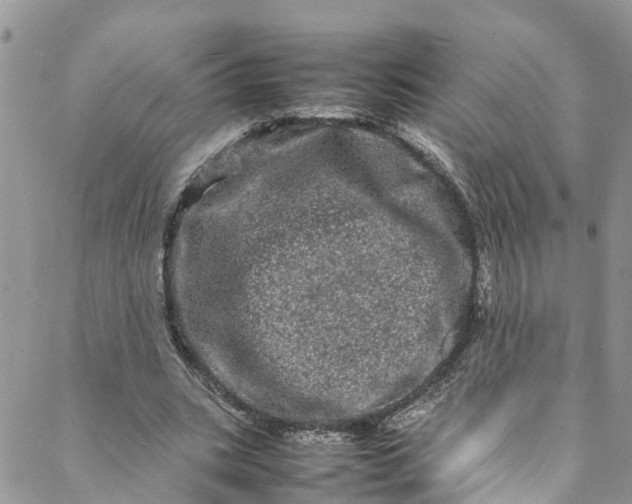 X0000088030535200705251119