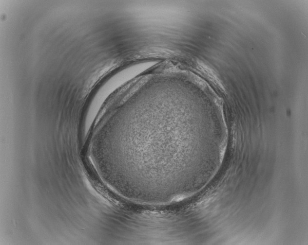 X0000088030538200705251119