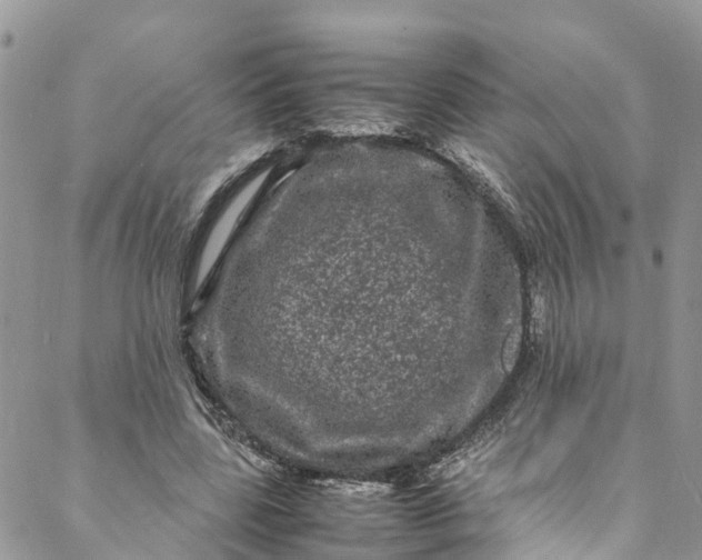 X0000088030539200705251119