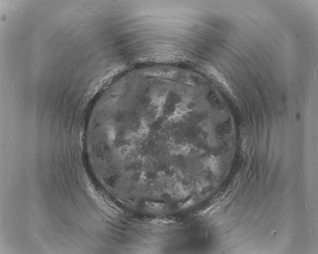 X0000088030542200705251119