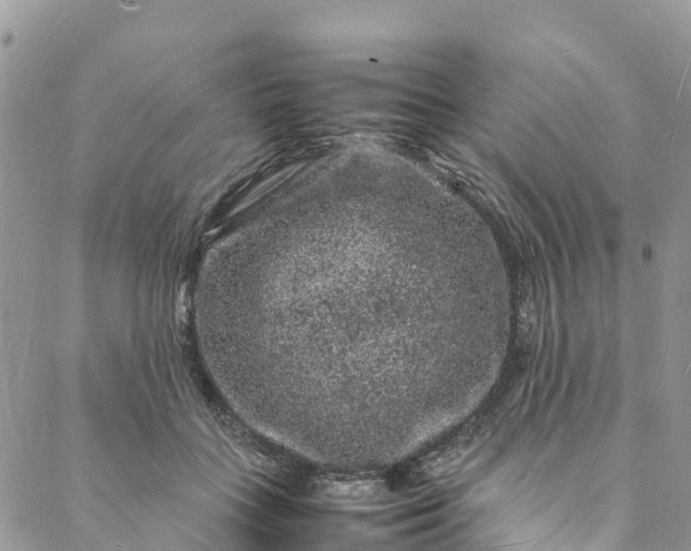 X0000088030555200705251119