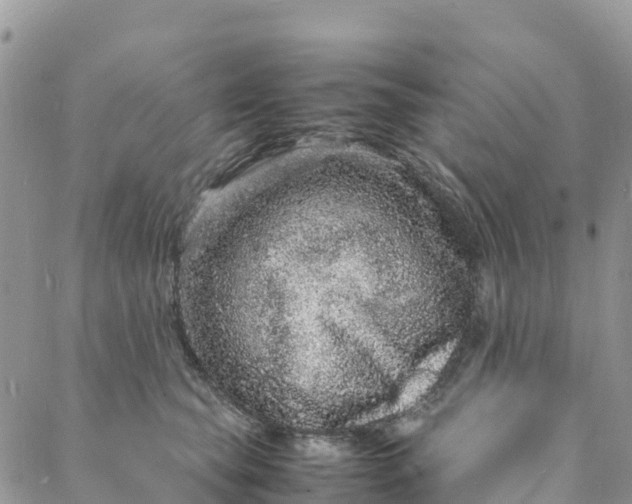 X0000088030565200705251119