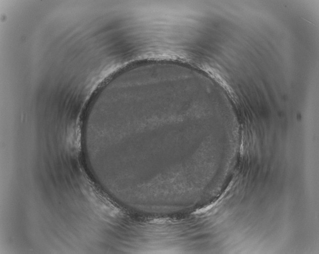 X0000088030584200705251119