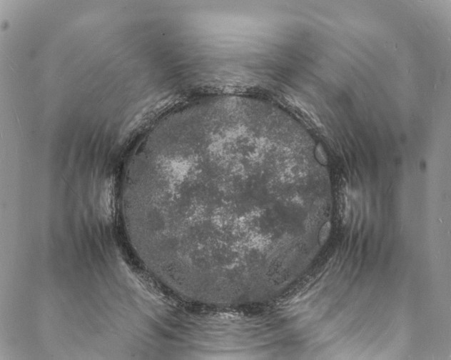 X0000088030594200705251118