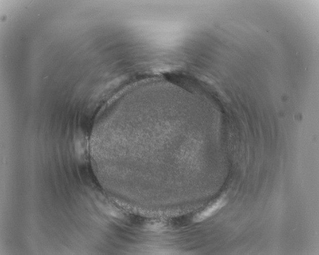 X0000088030624200705251118