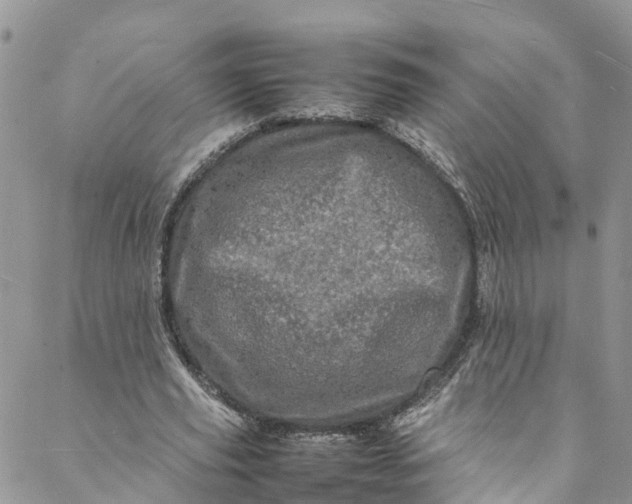 X0000088030629200705251117