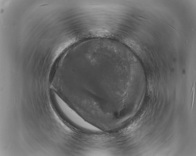 X0000088030630200705251117