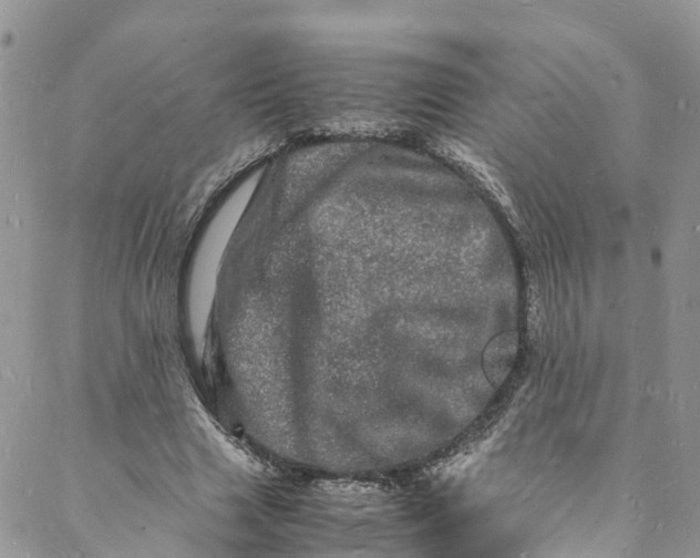 X0000088030633200705251117