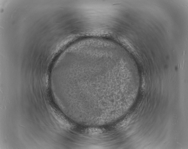 X0000088030636200705251117