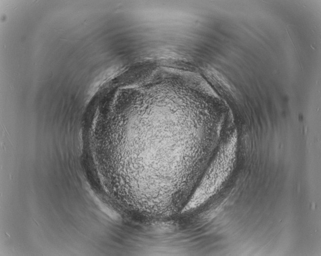 X0000088030638200705251117