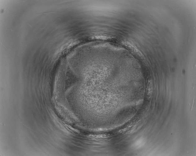 X0000088030639200705251117