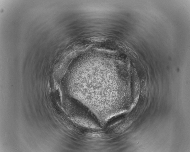 X0000088030655200705251118