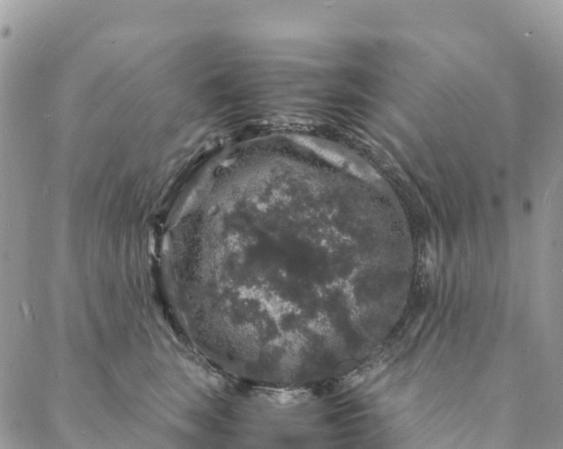 X0000088030663200705251118