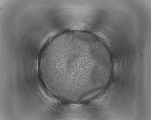 X0000088030686200705251117