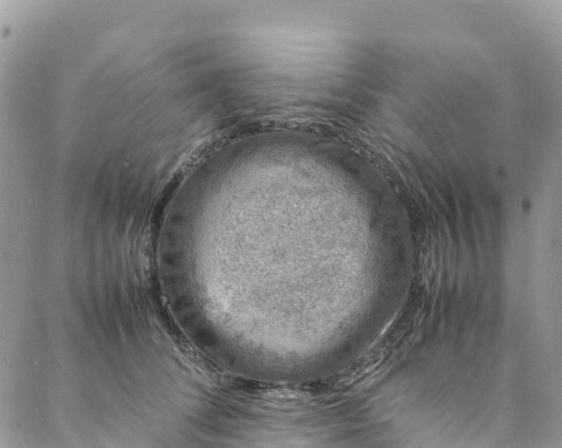 X0000088030708200705251116