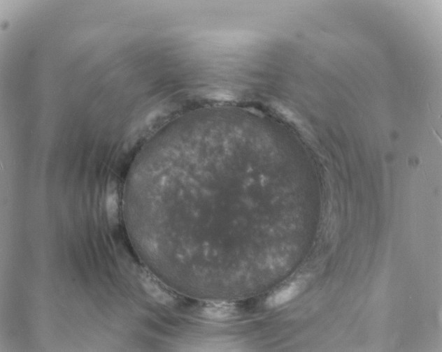 X0000088030720200705251116