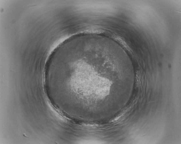 X0000088030726200705251116