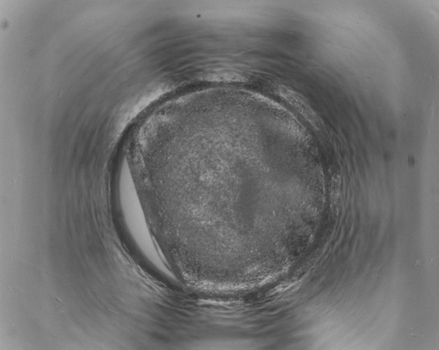 X0000088030727200705251116