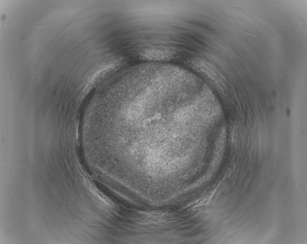 X0000088030733200705251116