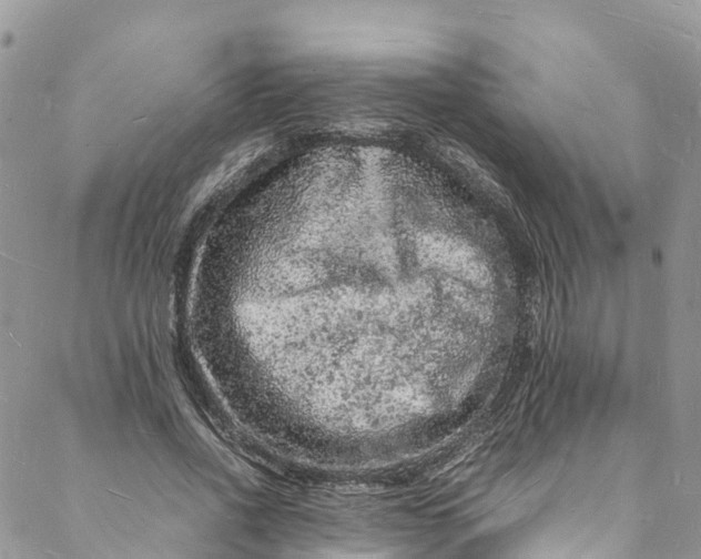 X0000088030734200705251116