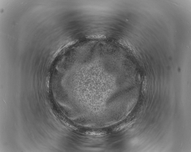 X0000088030739200705251116