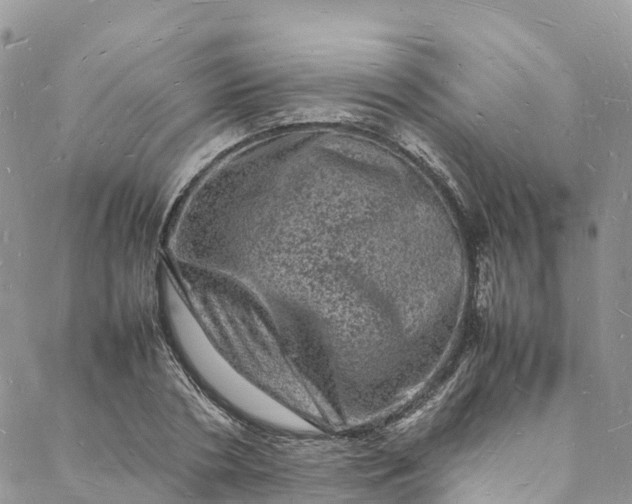 X0000088030786200705251115