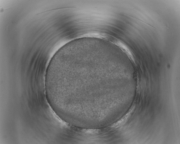 X0000088030808200705251115