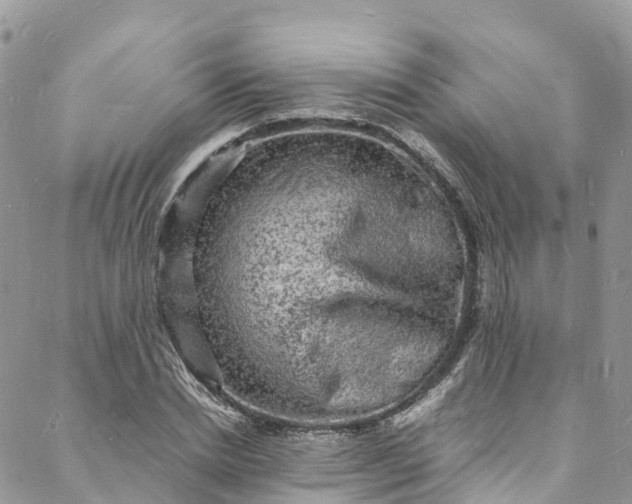 X0000088030830200705251114