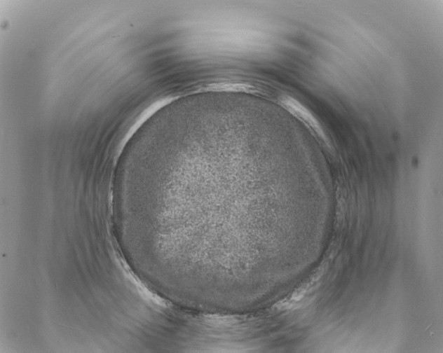 X0000088030852200705251115