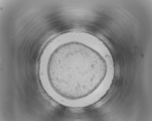 X0000088030856200705251115