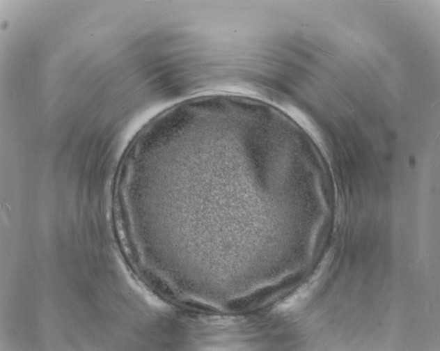 X0000088030862200705251115