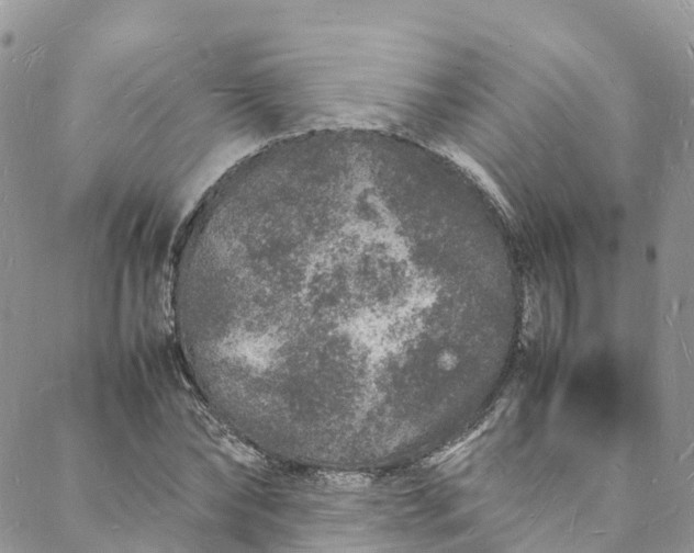 X0000088030878200705251114