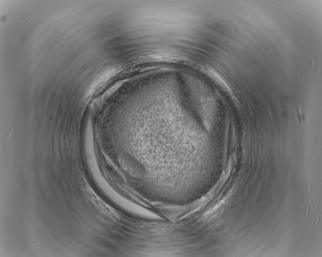 X0000088030930200705251113