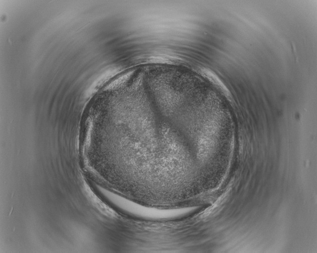 X0000088030938200705251113