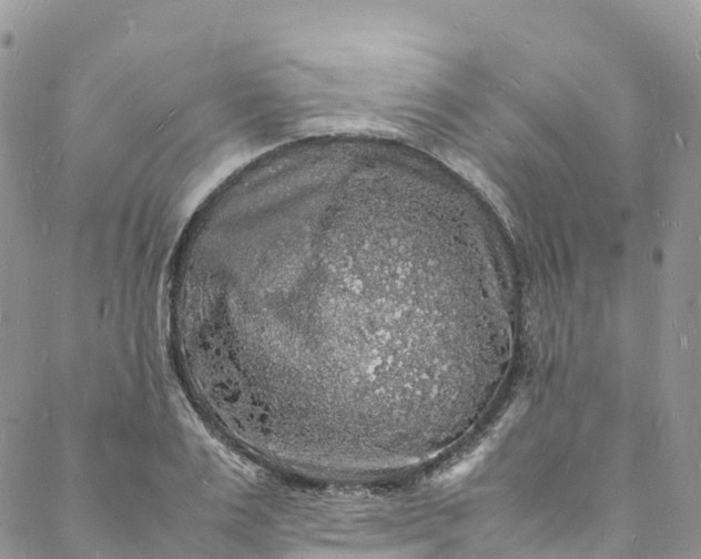 X0000088030983200705251112