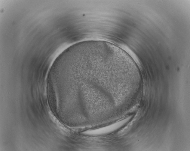 X0000088031004200705251112