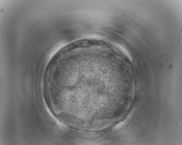 X0000088031007200705251112