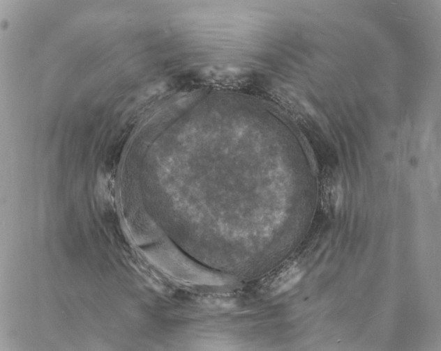 X0000088031010200705251111