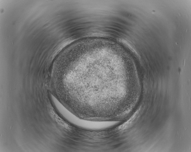 X0000088031025200705251111