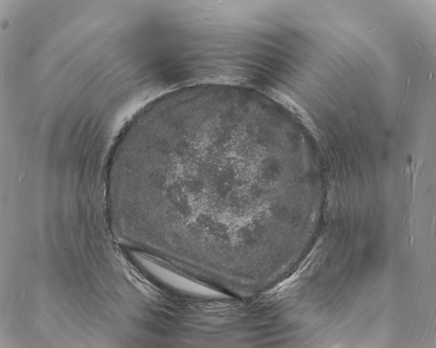 X0000088031027200705251111