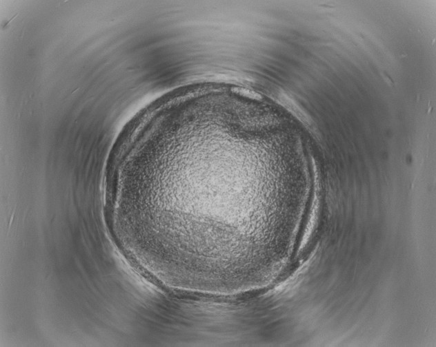 X0000088031028200705251111