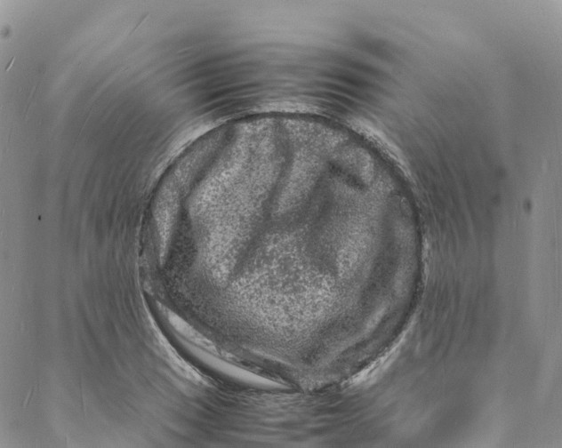 X0000088031033200705251111