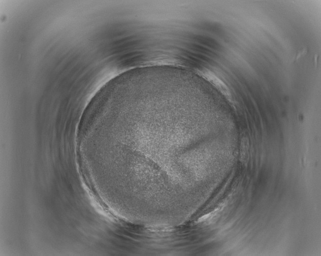 X0000088031039200705251111