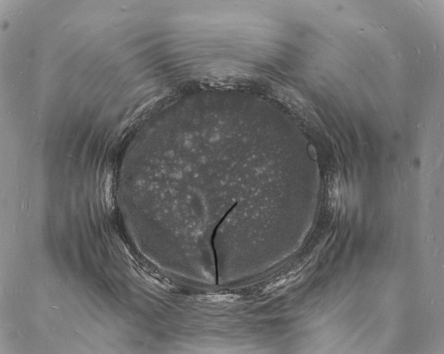 X0000088031060200705251111