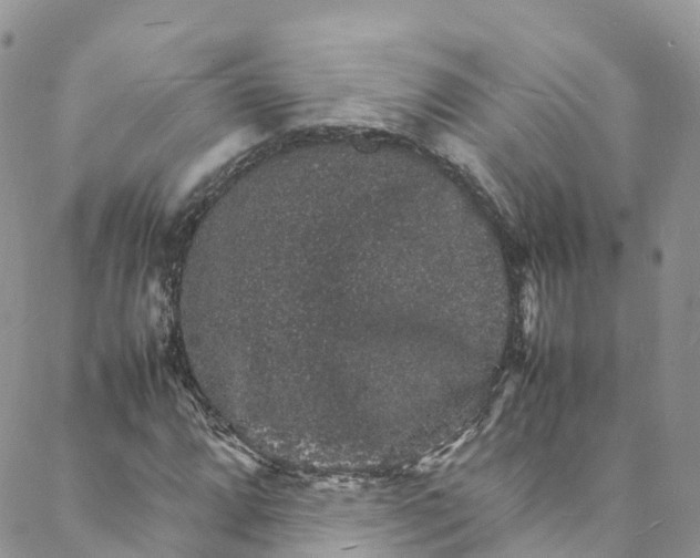 X0000088031064200705251111