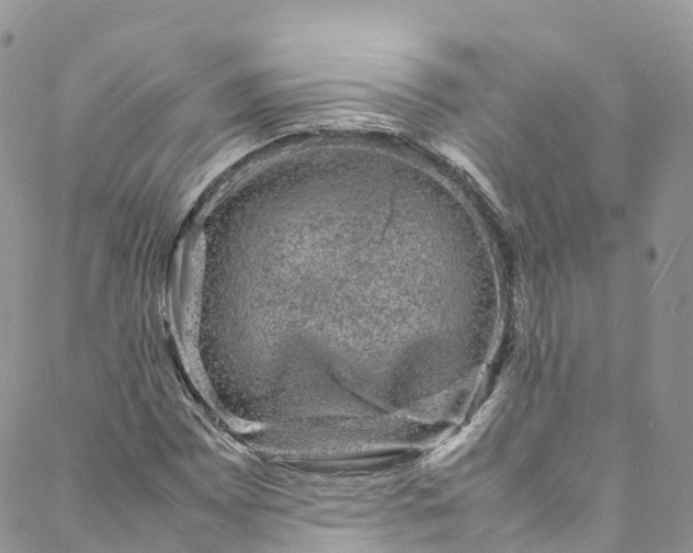 X0000088031065200705251111