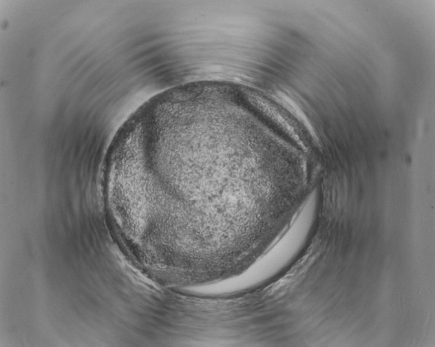 X0000088031068200705251111