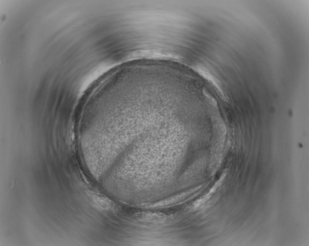 X0000088031070200705251111