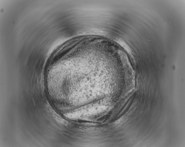 X0000088031072200705251111