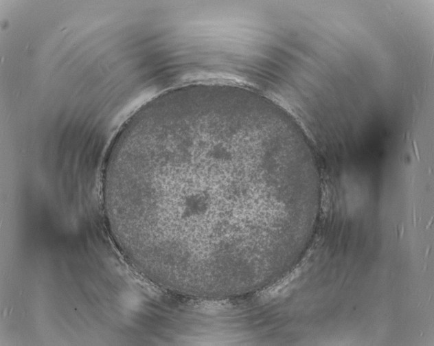 X0000088031074200705251111